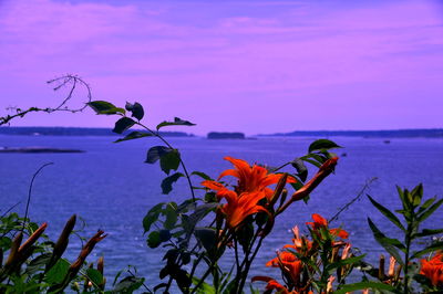 Scenic view of sea against sky at sunset