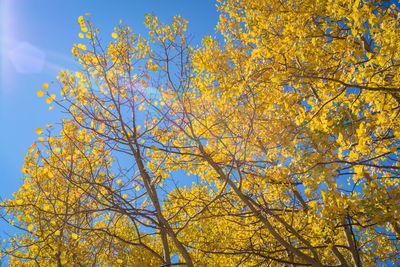 Low angle view of autumnal tree against sky