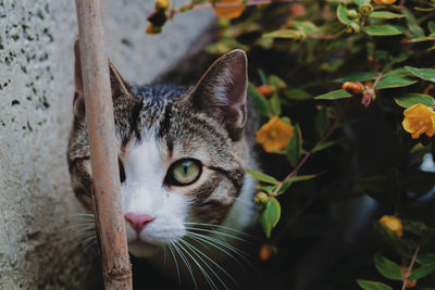 Close-up portrait of cat behind plants