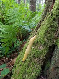 High angle view of lizard on tree trunk