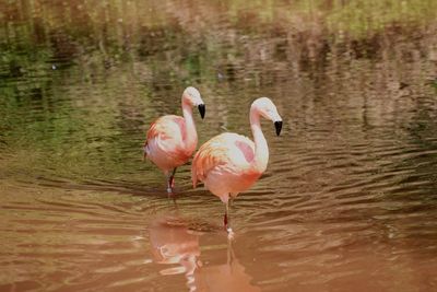 View of birds in lake