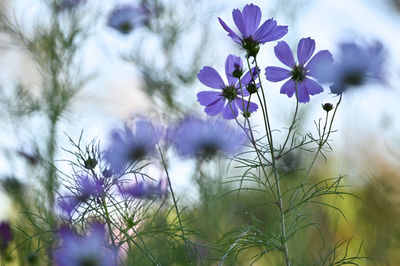 Close-up of purple flowering plants on field