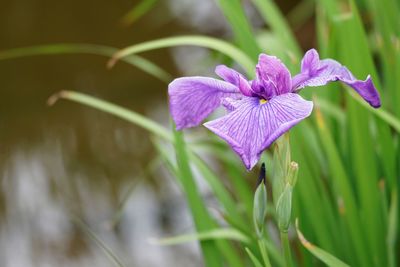 Close-up of purple flowering plant