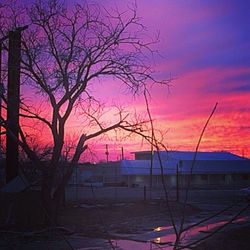 Bare trees against sky at sunset