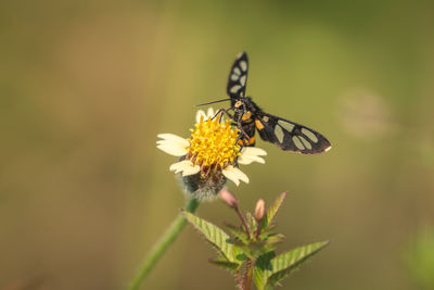 Close-up of butterfly pollinating on flower