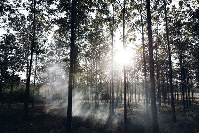 Sunlight streaming through trees in forest against bright sun