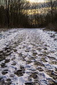 Bare trees on snow covered landscape