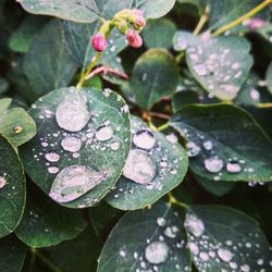 Close-up of raindrops on leaves