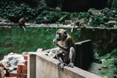 Lion sitting on wall