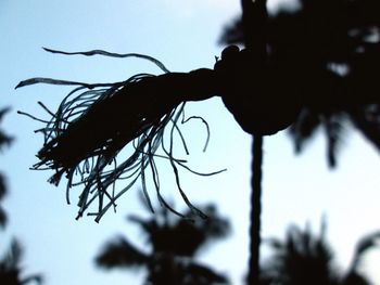 Close-up of silhouette plant against sky