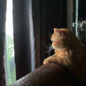 Close-up of cat looking through window