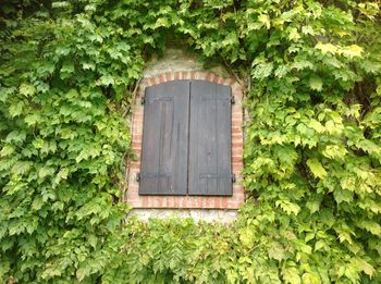 Close-up of ivy on window