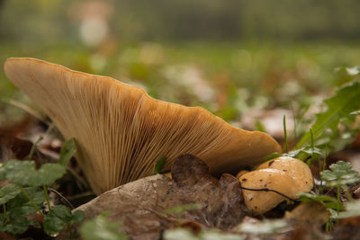 Close-up of mushroom growing on land