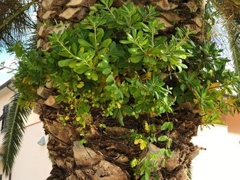 Low angle view of fruits growing on tree