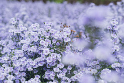 The photo of margaret flower field, blur concept.