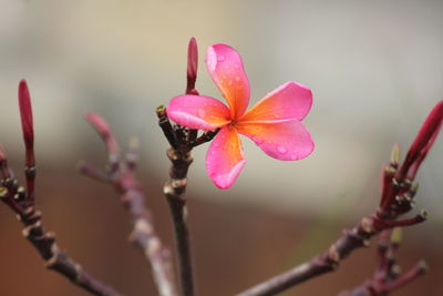 Close-up of raindrops on pink flower