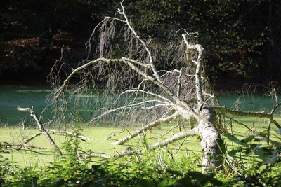 Bare tree by lake in forest