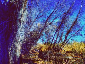 Low angle view of trees against blue sky