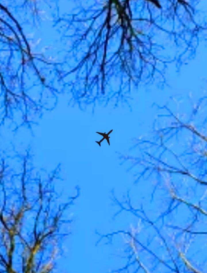 low angle view, tree, branch, flying, sky, plant, nature, no people, blue, mid-air, bare tree, outdoors, clear sky, airplane, day, air vehicle, one animal, animal, animal themes, animals in the wild, directly below