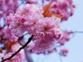 Close-up of pink flowers