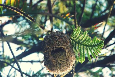 Close-up of pine cone on branch