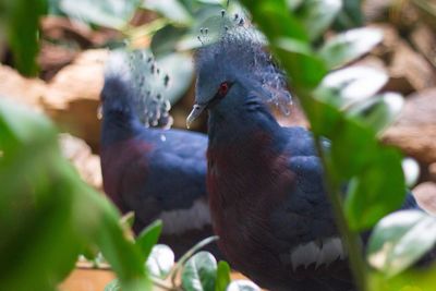 Close-up of bird perching on branch