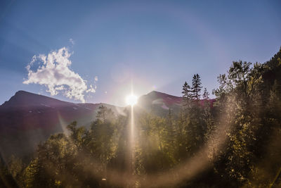 Sunlight streaming through trees on sunny day