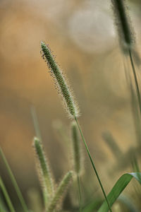 Close-up of stalks against blurred background