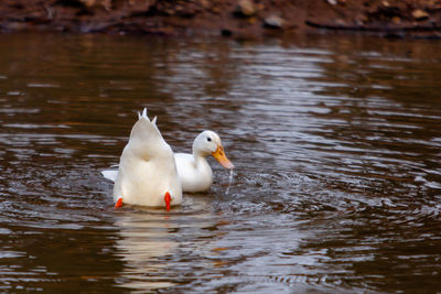 Ducks swimming in lake