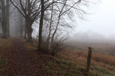 Bare trees in foggy weather