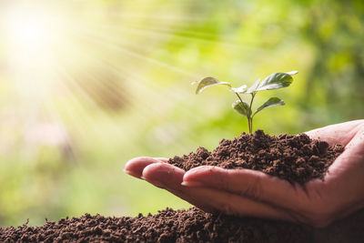 Cropped image of hand holding small plant