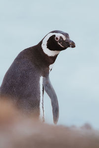 Magellanic penguin in patagonia.