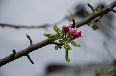 Close-up of pink flowering plant