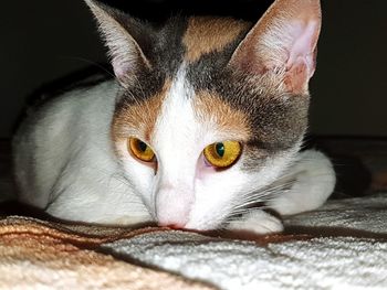 Close-up portrait of a cat