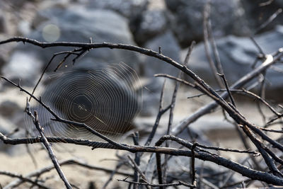 Close-up of bare tree on field during winter