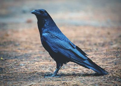 Raven perching on field