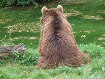 Dog standing on lakeshore