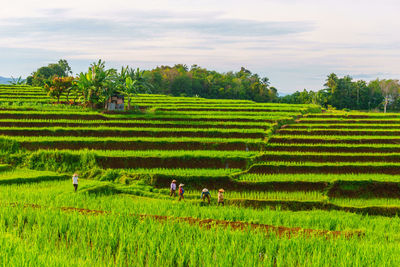 Scenic view of agricultural field against sky