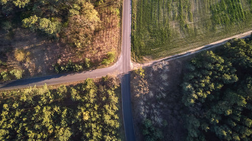 Road amidst trees in forest