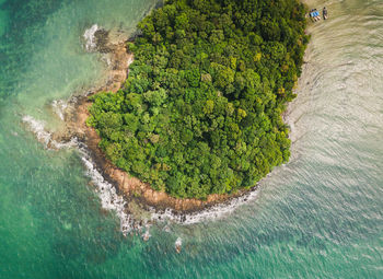 High angle view of tree by sea