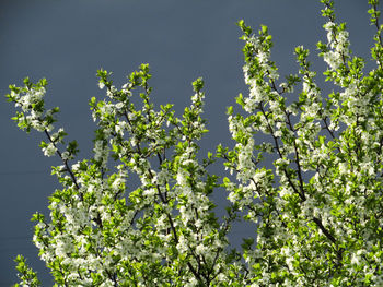 Low angle view of flowering plant against sky