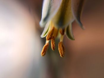 Close-up of flowering plant