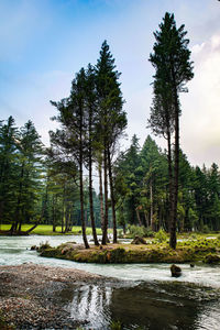 Scenic view of lake in forest against sky