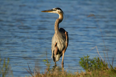 High angle view of gray heron by lake