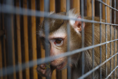 Portrait of monkey in cage at zoo