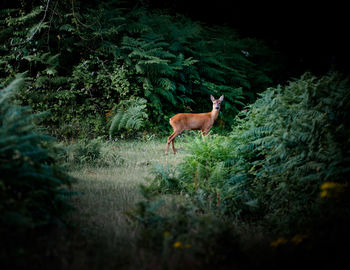 Deer on grass in forest