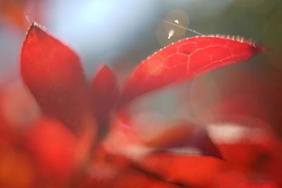 Close-up of red flowers