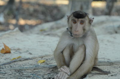 Portrait of monkey sitting outdoors