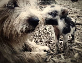 Close-up of dogs