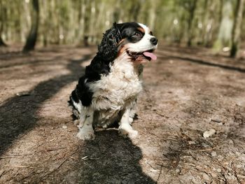 Dog looking away while sitting on land